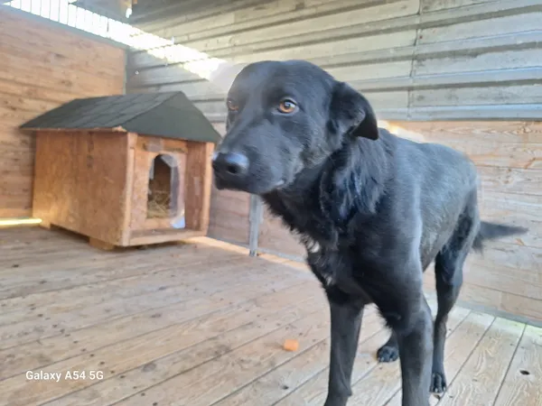 Pies do adopcji, Orzechowce, 15 grudnia 2025 (1/2)