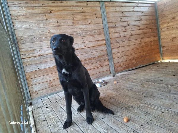 Pies do adopcji, Orzechowce, 15 grudnia 2025 (2/2)