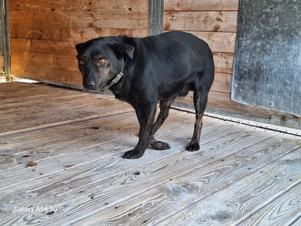 Pies do adopcji, Orzechowce, 15 grudnia 2025 (3/3)