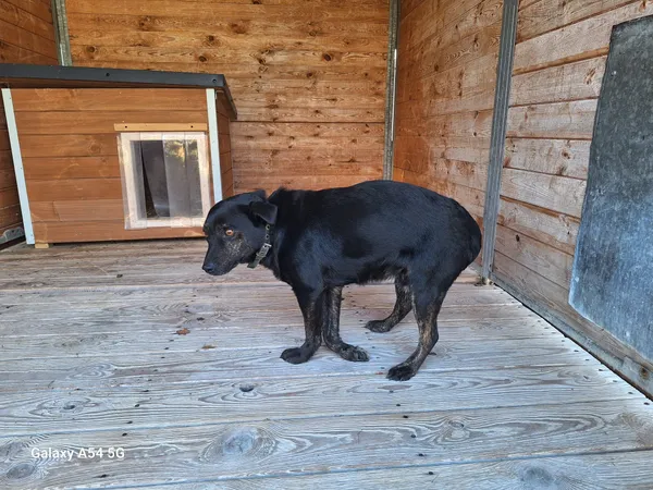 Pies do adopcji, Orzechowce, 15 grudnia 2025 (1/5)