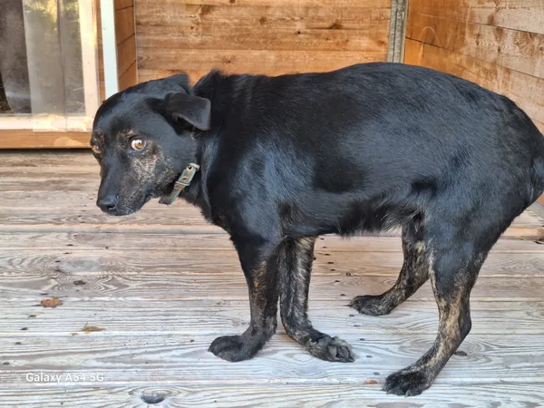 Pies do adopcji, Orzechowce, 15 grudnia 2025 (2/5)