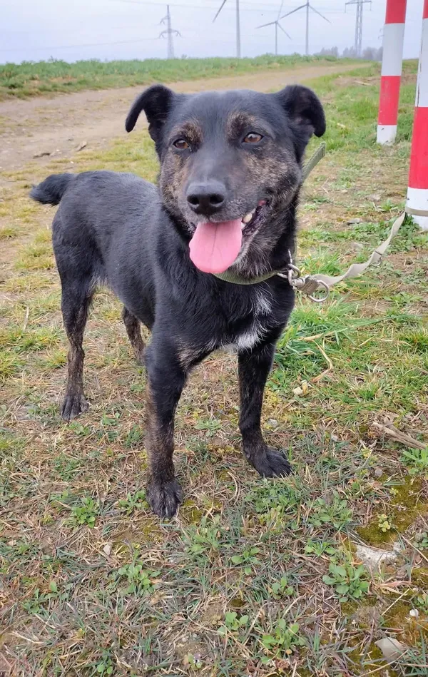 Pies do adopcji, Orzechowce, 15 grudnia 2025 (4/5)