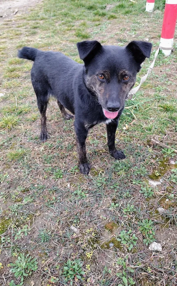 Pies do adopcji, Orzechowce, 15 grudnia 2025 (5/5)