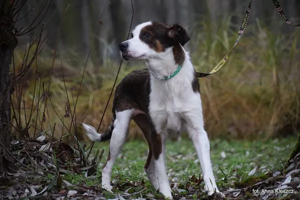 Znaleziono psa, Toruń, 30 września 2025