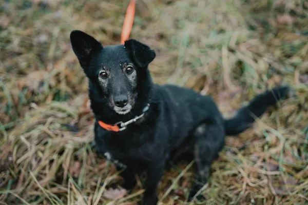 Pies do adopcji, Platerówka, 15 grudnia 2025 (1/3)