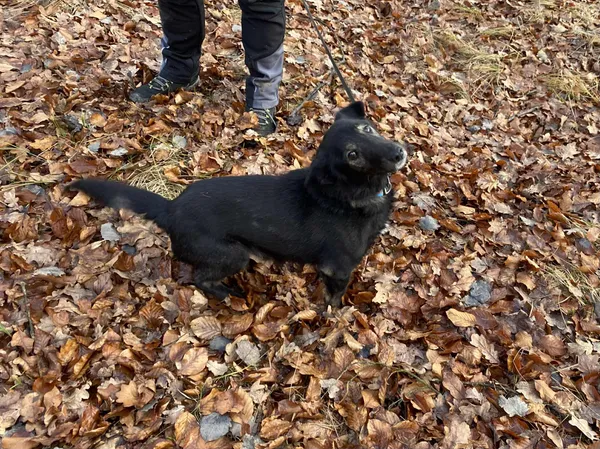 Pies do adopcji, Platerówka, 15 grudnia 2025 (2/3)