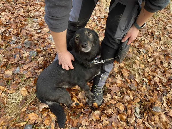 Pies do adopcji, Platerówka, 15 grudnia 2025 (3/3)