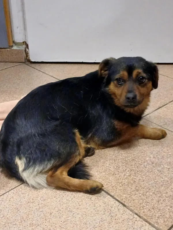 Pies do adopcji, Włocławek, 15 grudnia 2025 (1/2)