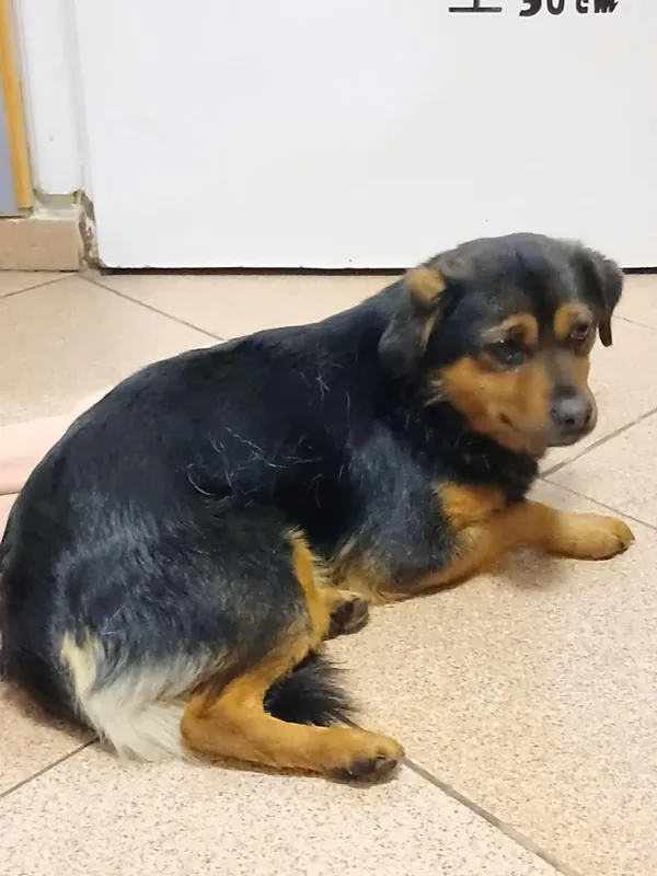 Pies do adopcji, Włocławek, 15 grudnia 2025 (2/2)