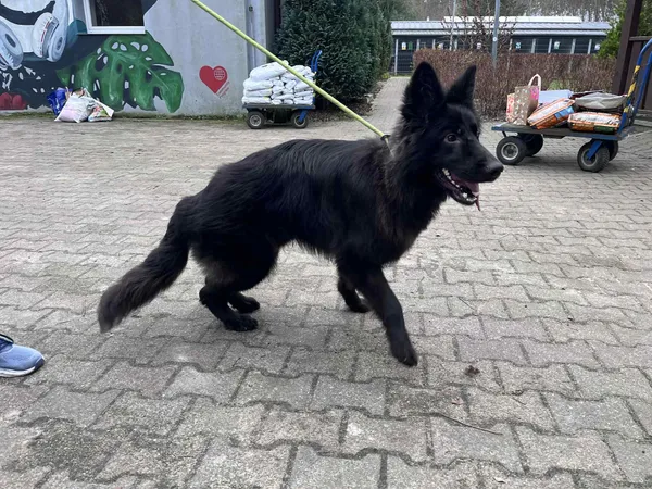 Pies do adopcji, Włocławek, 12 grudnia 2025 (2/2)