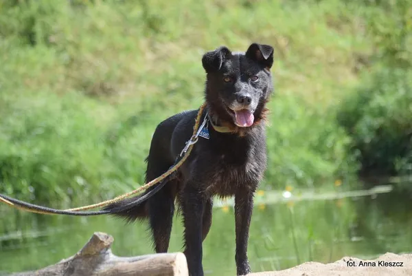 Znaleziono psa, Toruń, 10 września 2024