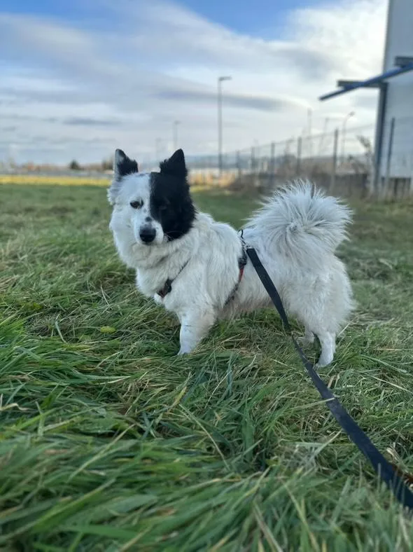 Pies do adopcji, Żywiec, 15 grudnia 2025 (2/5)