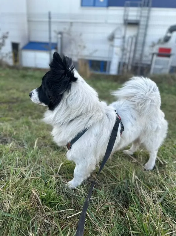 Pies do adopcji, Żywiec, 15 grudnia 2025 (3/5)