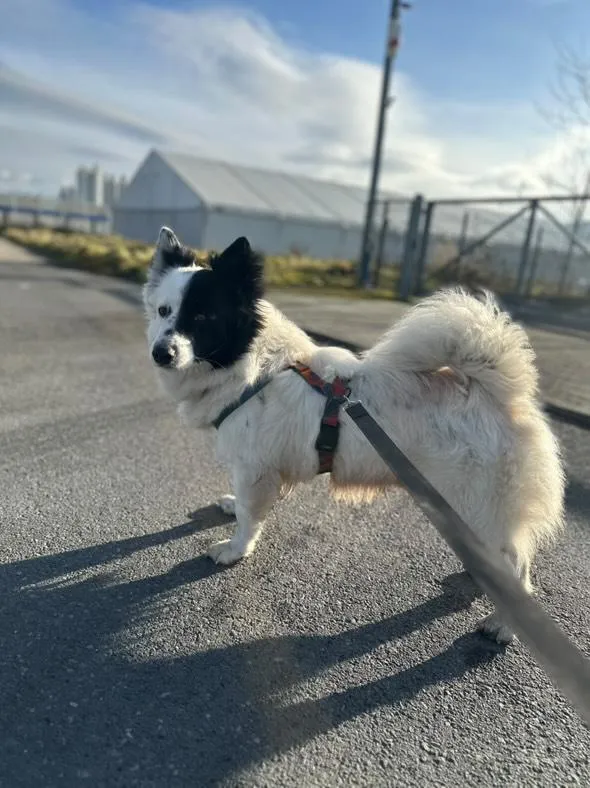 Pies do adopcji, Żywiec, 15 grudnia 2025 (5/5)