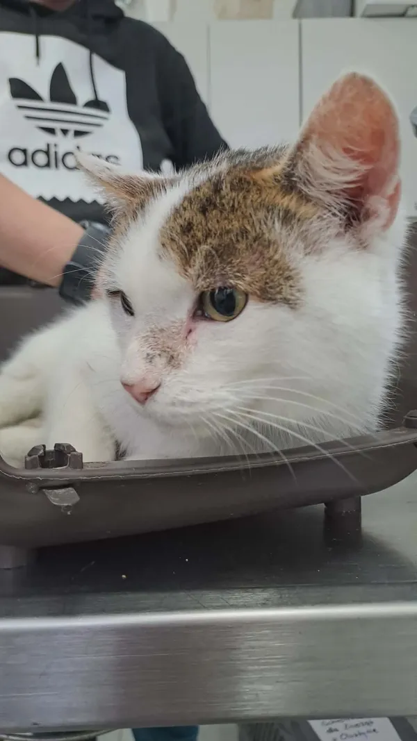 Znaleziono kota, Olsztyn, 15 listopada 2025 (1/3)