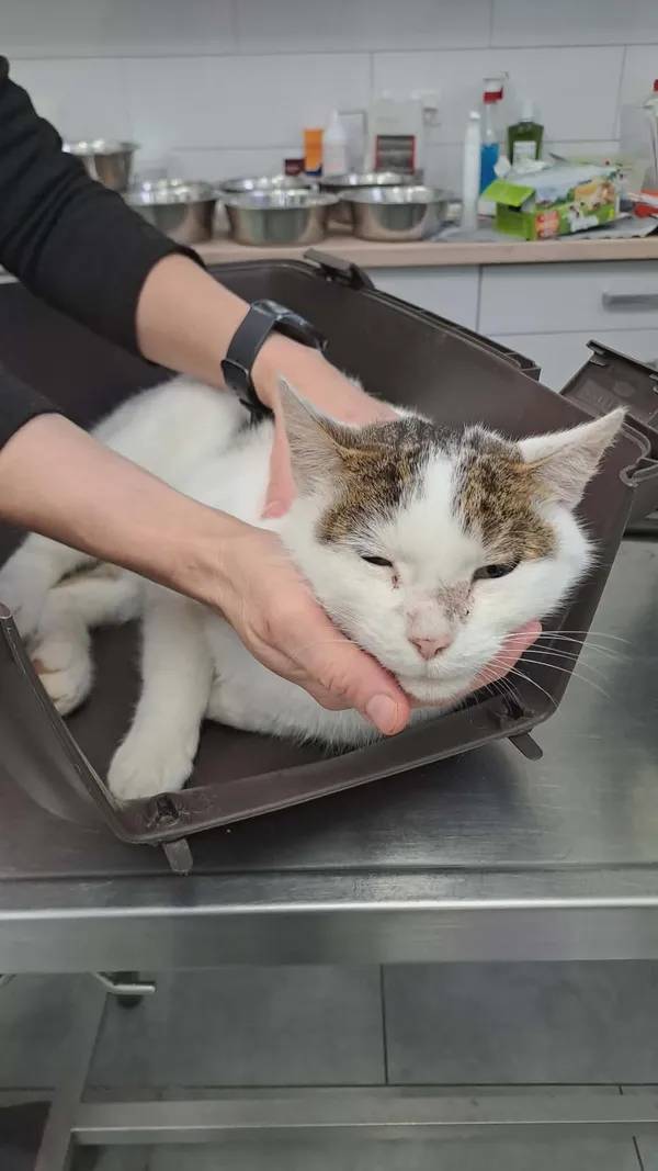 Znaleziono kota, Olsztyn, 15 listopada 2025 (2/3)