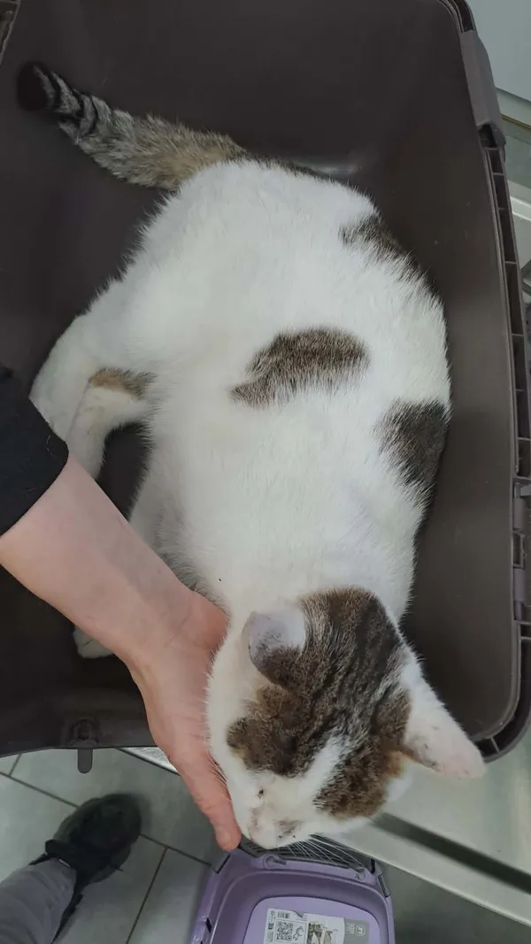 Znaleziono kota, Olsztyn, 15 listopada 2025 (3/3)