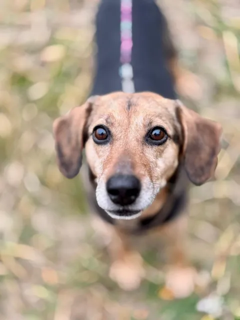 Pies do adopcji, Piła, 18 listopada 2025 (1/5)