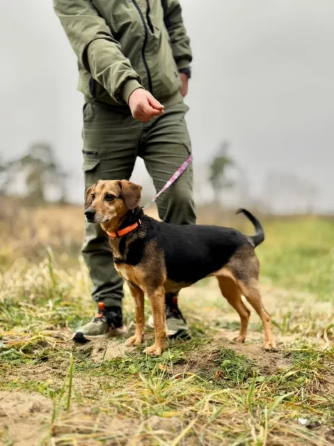Pies do adopcji, Piła, 18 listopada 2025 (2/5)