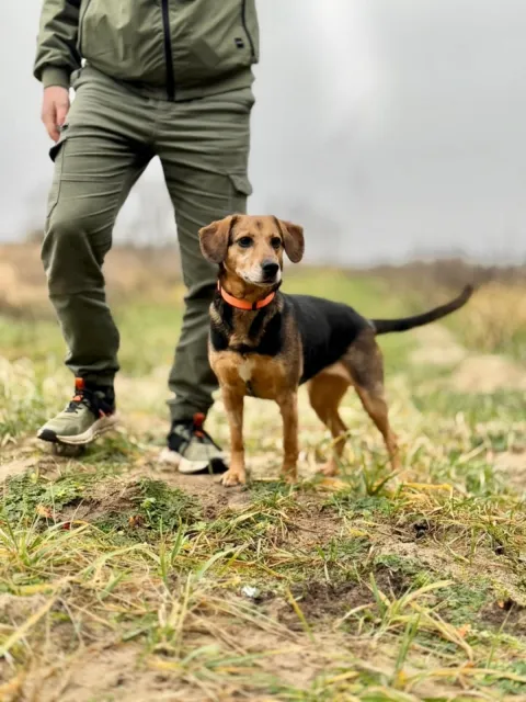 Pies do adopcji, Piła, 18 listopada 2025 (3/5)