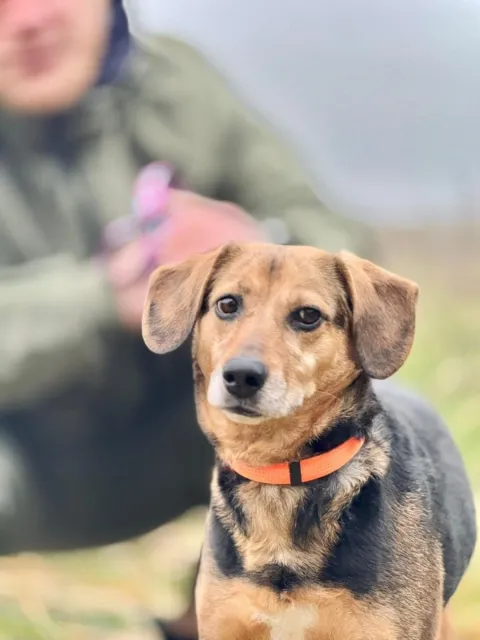 Pies do adopcji, Piła, 18 listopada 2025 (4/5)