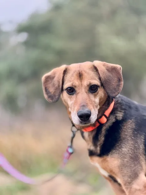 Pies do adopcji, Piła, 18 listopada 2025 (5/5)