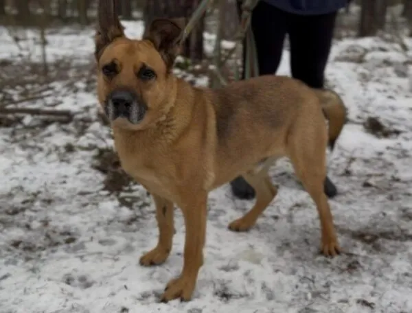 Pies do adopcji, Głowno, 15 grudnia 2025 (2/2)