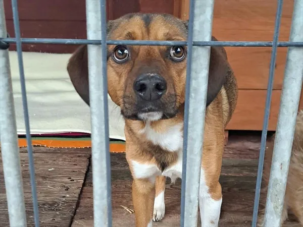 Pies do adopcji, Gorzów Wielkopolski, 13 grudnia 2025