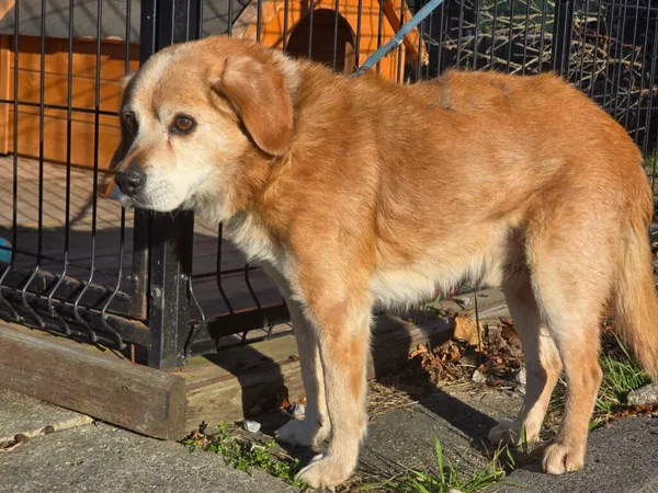 Pies do adopcji, Ropczyce, 16 grudnia 2025