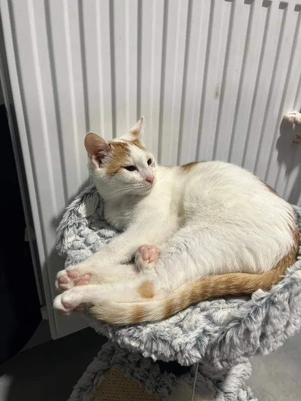 Kot do adopcji, Tychy, 30 września 2025