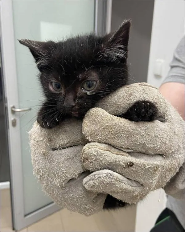 Znaleziono kota, Grudziądz, 15 grudnia 2025