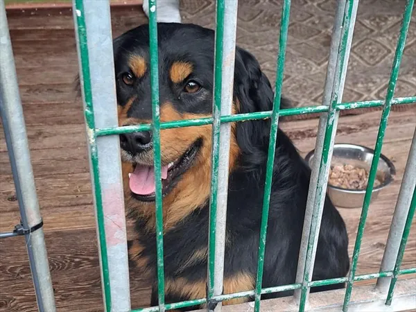 Pies do adopcji, Gorzów Wielkopolski, 13 grudnia 2025