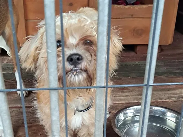 Pies do adopcji, Gorzów Wielkopolski, 13 grudnia 2025