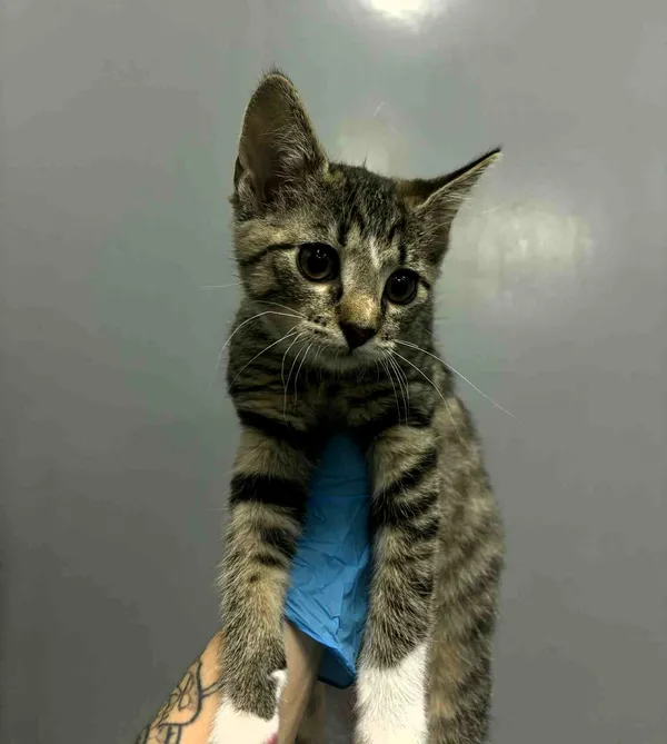 Kot do adopcji, Olsztyn, 15 grudnia 2025 (1/2)