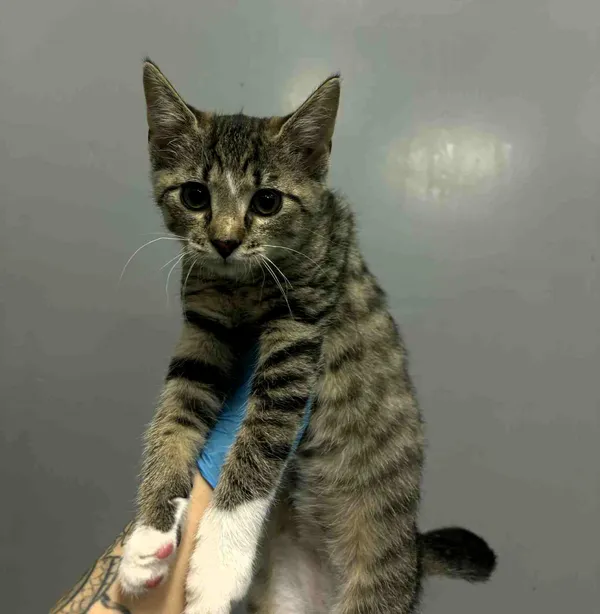 Kot do adopcji, Olsztyn, 15 grudnia 2025 (2/2)