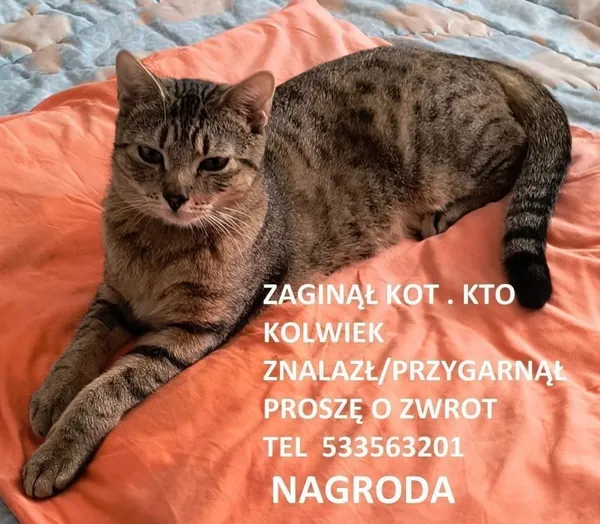 Zaginął kot, Łódź, 16 grudnia 2025