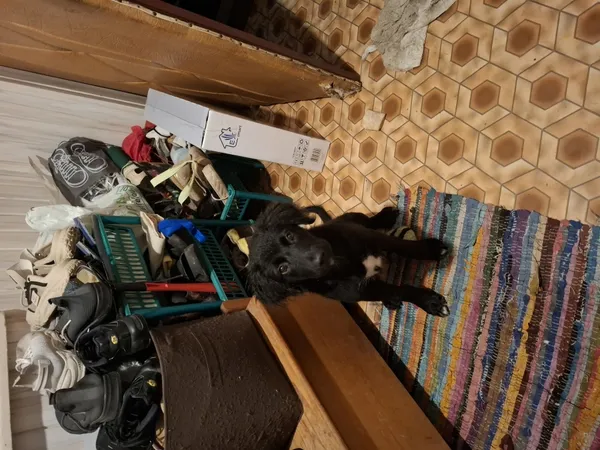 Zaginął pies, Łódź, 16 grudnia 2025