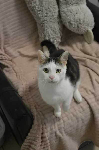 Kot do adopcji, Oborniki, 15 października 2025 (1/2)