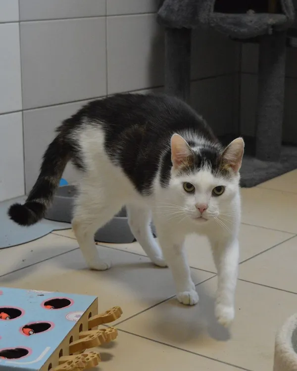 Kot do adopcji, Oborniki, 15 października 2025 (2/2)