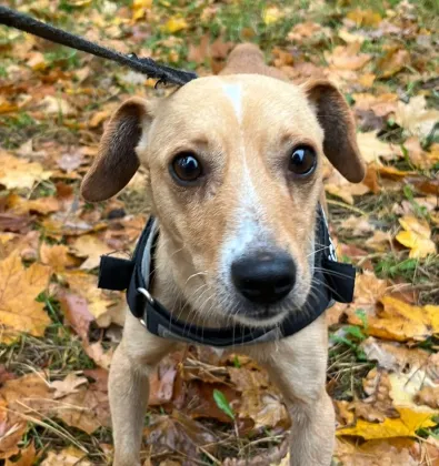 Pies do adopcji, Oborniki, 21 września 2025