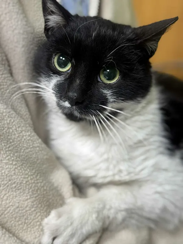 Kot do adopcji, Zgierz, 16 grudnia 2025 (2/2)