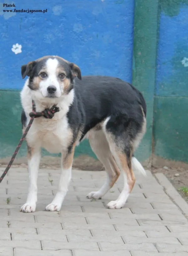 Pies do adopcji, Nowy Dwór Mazowiecki, 15 grudnia 2025 (2/5)