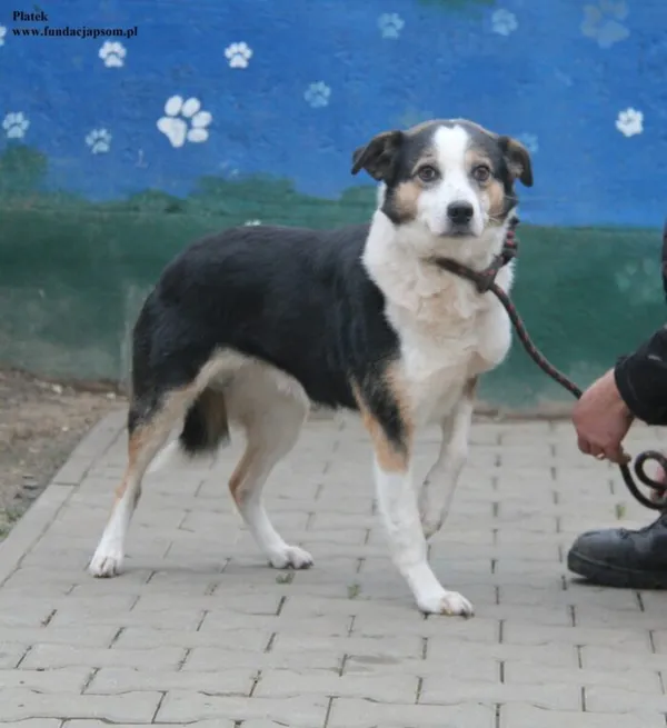 Pies do adopcji, Nowy Dwór Mazowiecki, 15 grudnia 2025 (3/5)