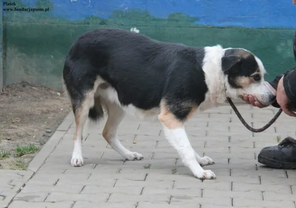 Pies do adopcji, Nowy Dwór Mazowiecki, 15 grudnia 2025 (5/5)