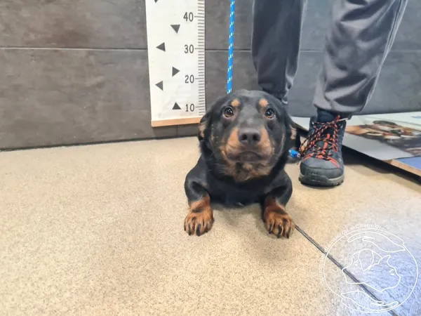 Znaleziono psa, Chełmek, 15 grudnia 2025