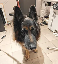 Znaleziono psa, Siedlce, 14 grudnia 2025