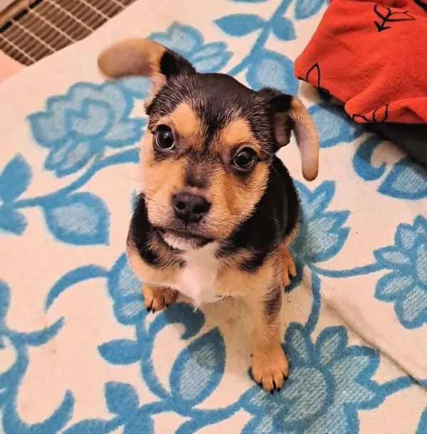 Pies do adopcji, Olsztyn, 11 grudnia 2025 (1/2)