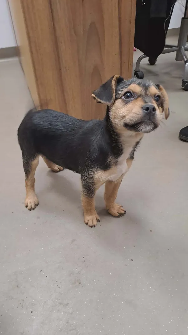 Pies do adopcji, Olsztyn, 11 grudnia 2025 (2/2)