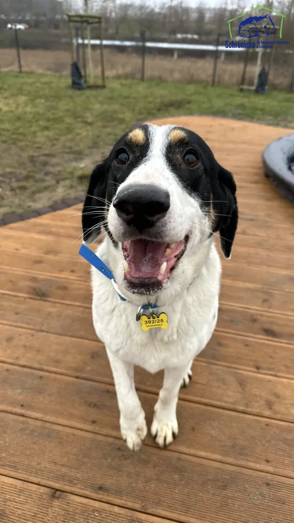 Znaleziono psa, Szczecin, 15 grudnia 2025 (1/2)