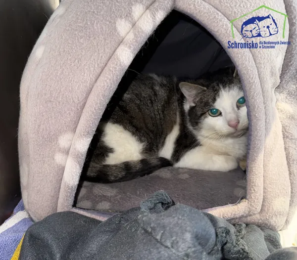 Znaleziono kota, Szczecin, 30 listopada 2025